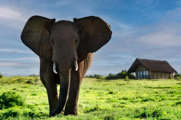 The Addo Conservation Story: From 11 Elephants to 800+