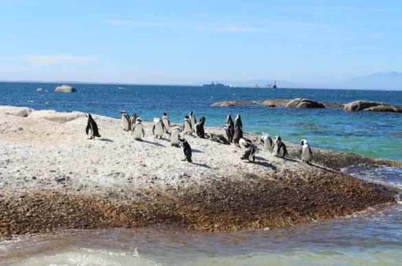 Addo Big 7: Whales, Sharks & the Marine Section