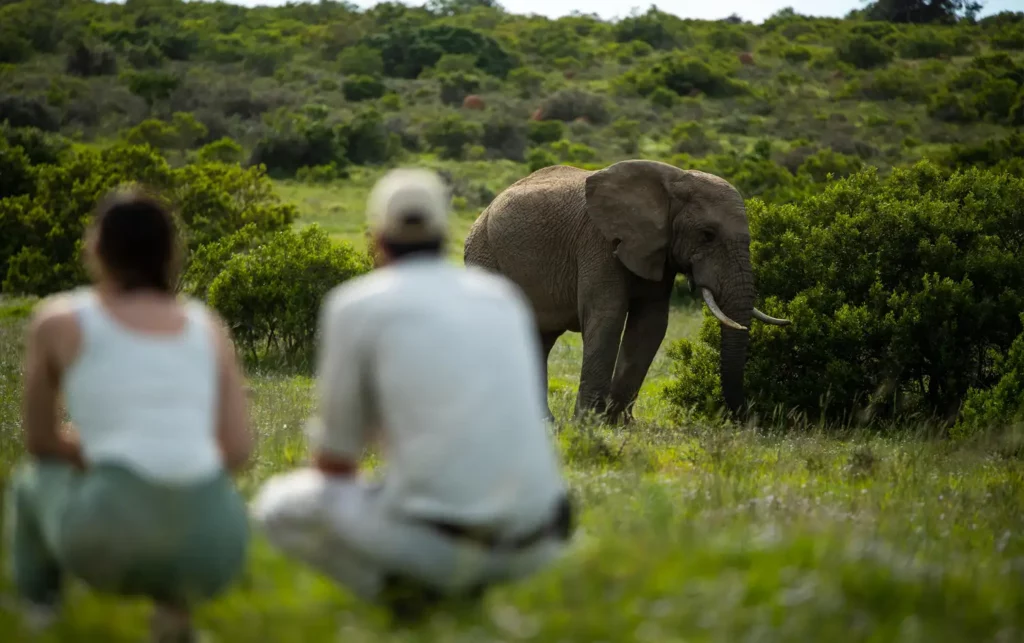 Addo Elephant National Park Safari Guide — Everything You Need to Know in 2026 - Addo Elephant National Park