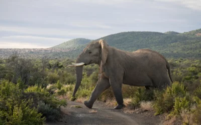 Addo Elephant National Park Safari Guide — Everything You Need to Know in 2026
