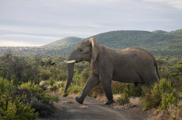 Addo Elephant National Park Safari Guide — Everything You Need to Know in 2026
