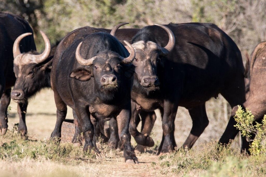 Addo Elephant National Park Safari Guide — Everything You Need to Know in 2026 - Addo Elephant National Park