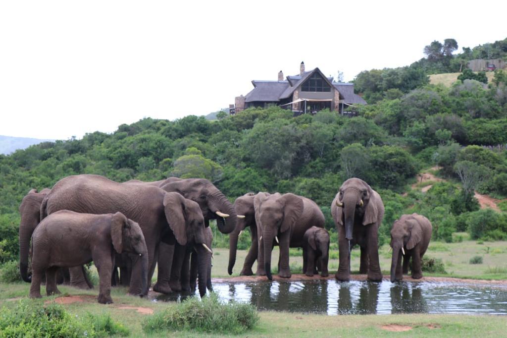 Addo Elephant National Park Safari Guide — Everything You Need to Know in 2026 - Addo Elephant National Park